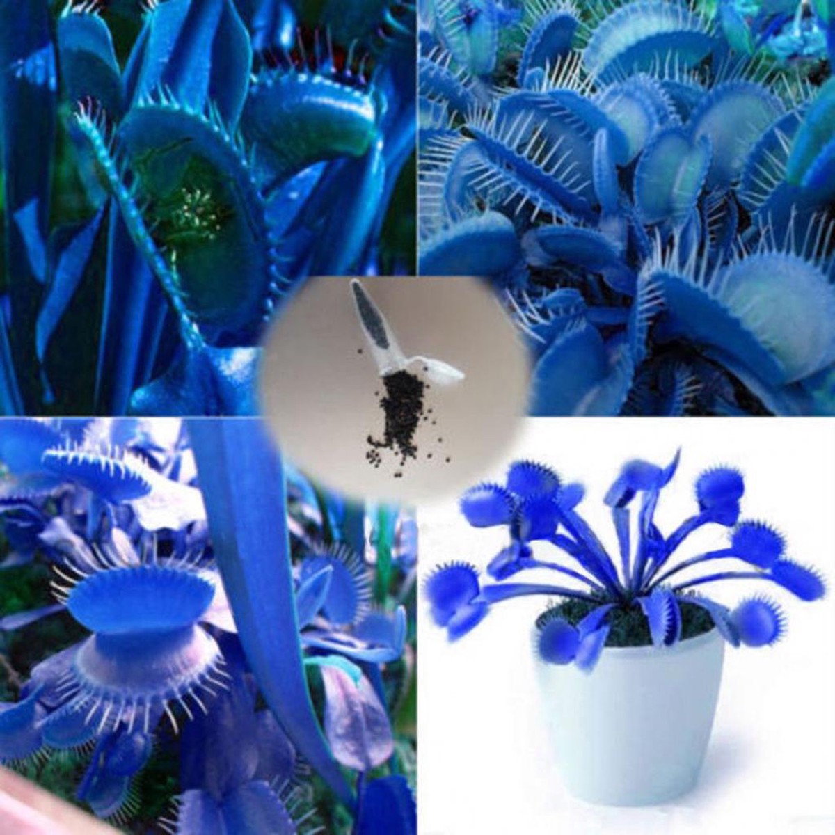 Blue Venus Fly Trap Seeds for Planting Organic, Heirloom, Non-GMO, High Germination Carnivorous Plant Seeds