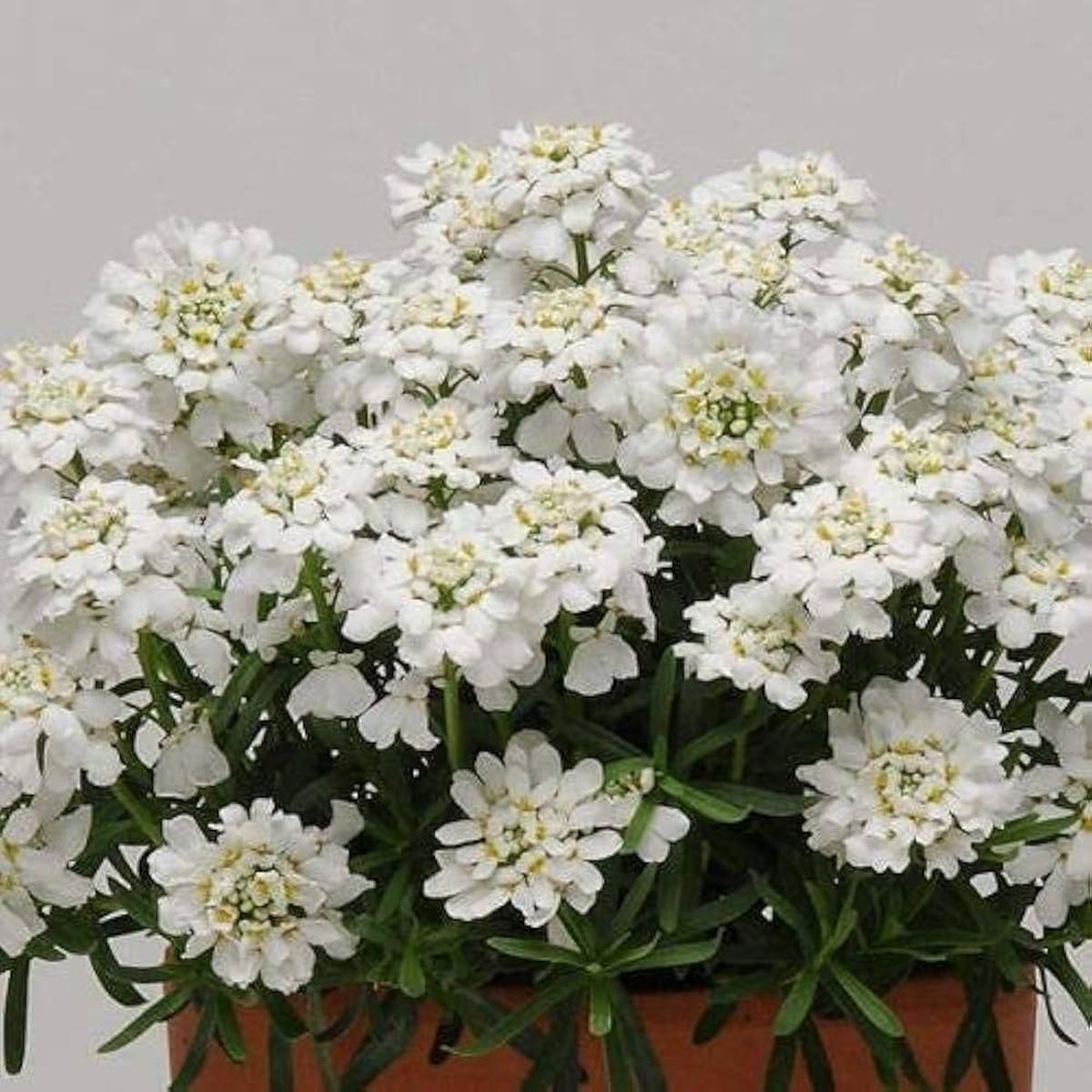 Candytuft Seeds for Planting Iberis sempervirens for flower beds and edging