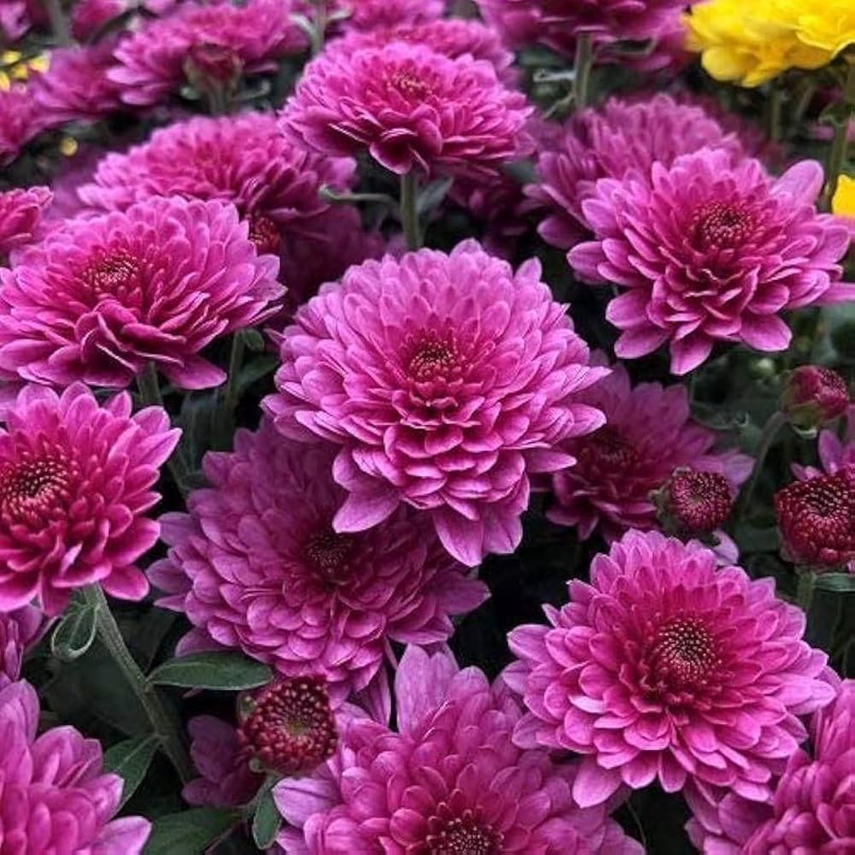 Chrysanthemum Chrysanthemum spp. Seeds for Planting - Ideal for Flower Bed & Urban Garden