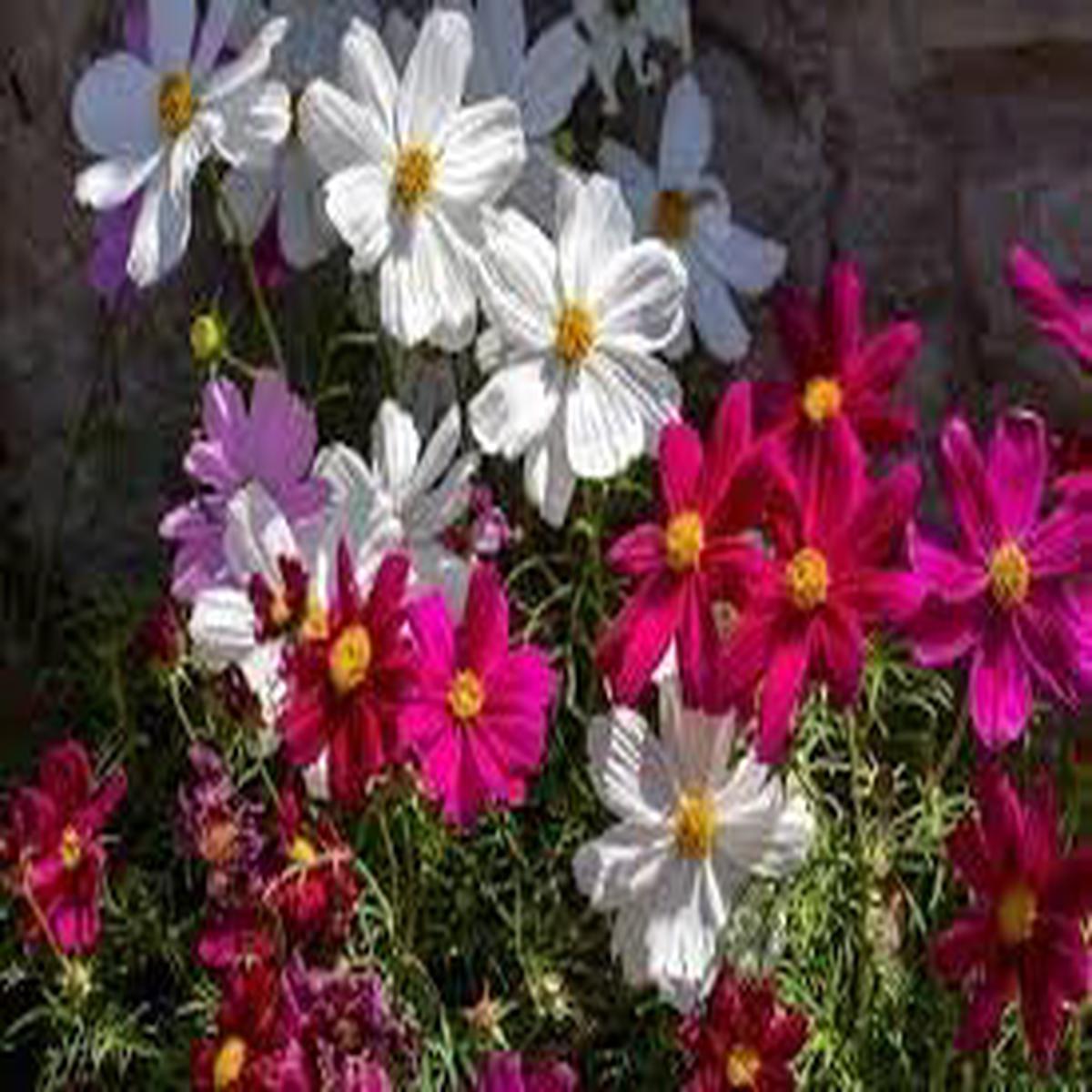 Cosmos Flower Seeds for Planting Pollinator Friendly Heirloom Non-GMO High Germination Organic Garden Seeds