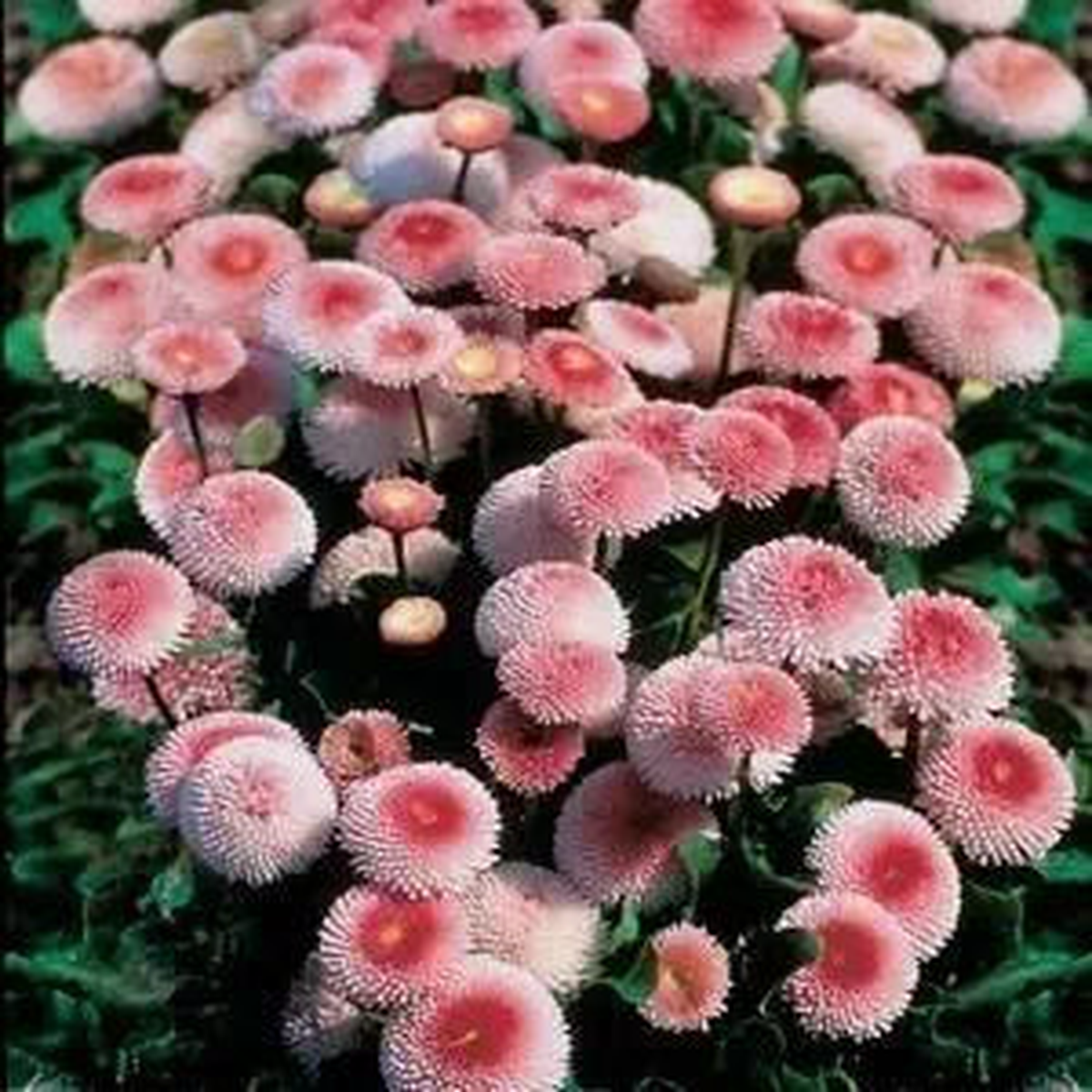 Cream Bellis Strawberries Daisy For Beautiful Flowers Flower Seeds for Home Garden Planting,