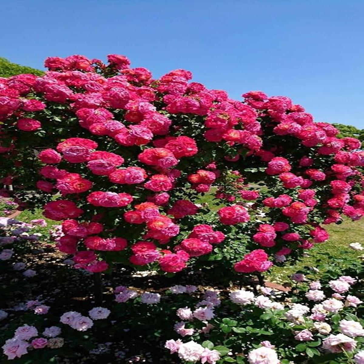 Dark Pink Climbing Rose Flower Seeds for Planting Sun Loving Heirloom Non-GMO High Germination Organic Garden Seeds
