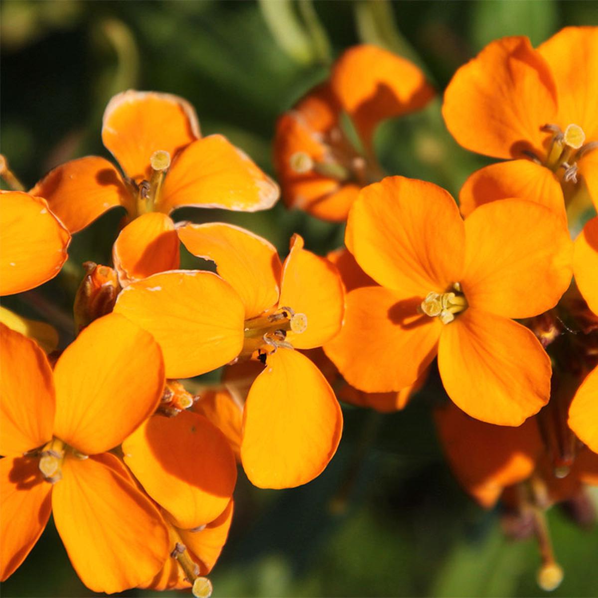 Erysimum Flower seeds for Planting Wildflower Mix Heirloom & GMO Free Seeds for Home Garden Sale