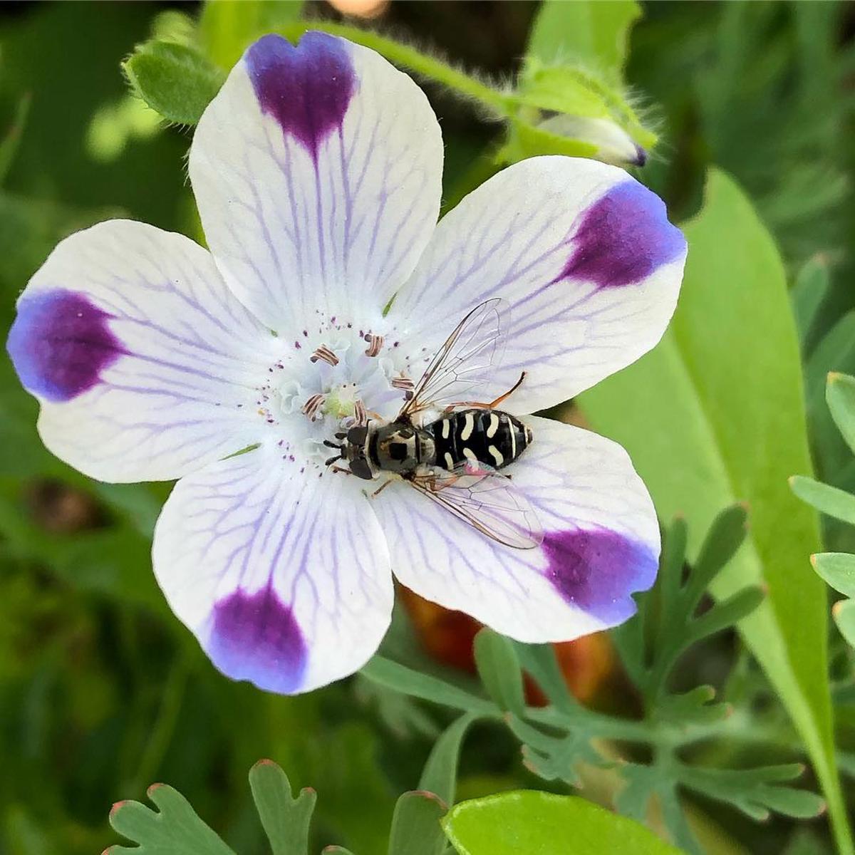 Five Spot Nemophila Maculata Flower For Planting In Backyard Garden Beds Or Spring Flower Mixes