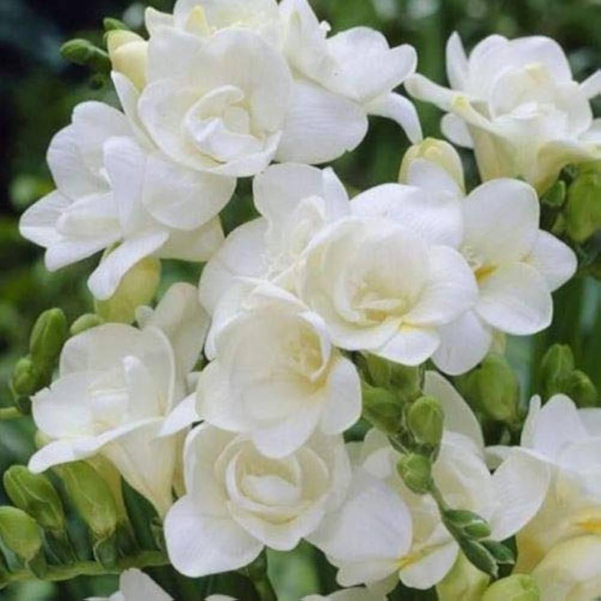 Freesia Flower Seeds for Planting Heirloom, Non-GMO, High Germination Cut-Flower Favorite