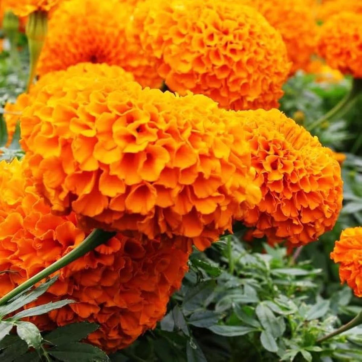 Garland Orange American Marigold Seeds Seeds for Large, Easy-Growing Flowers