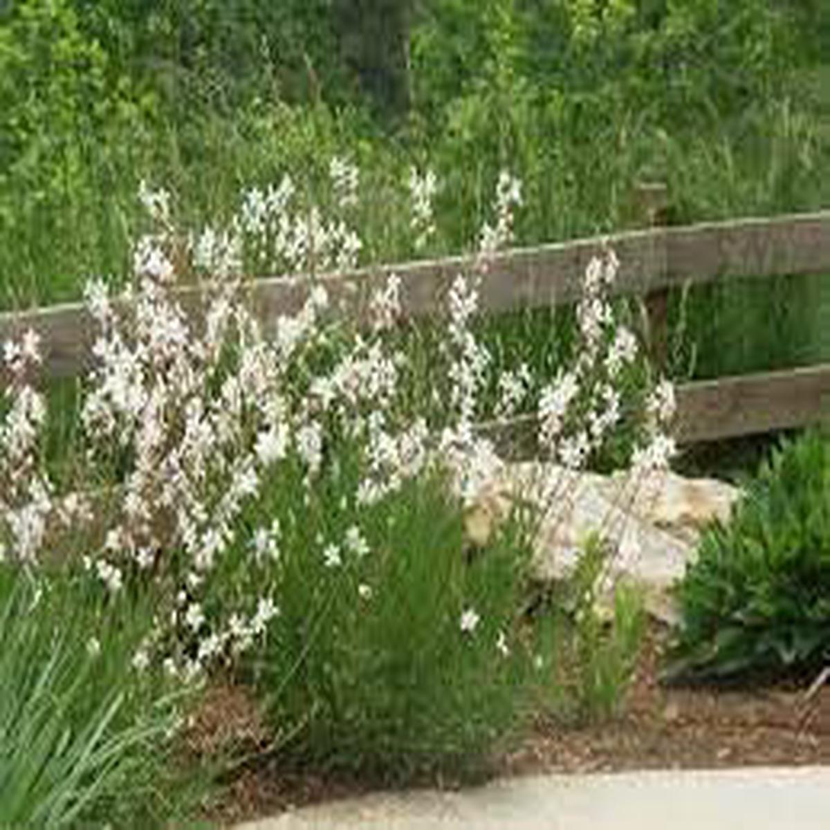 Gaura Flower Seeds for Planting Heirloom, Non-GMO, Easy to Grow Organic Garden Seeds