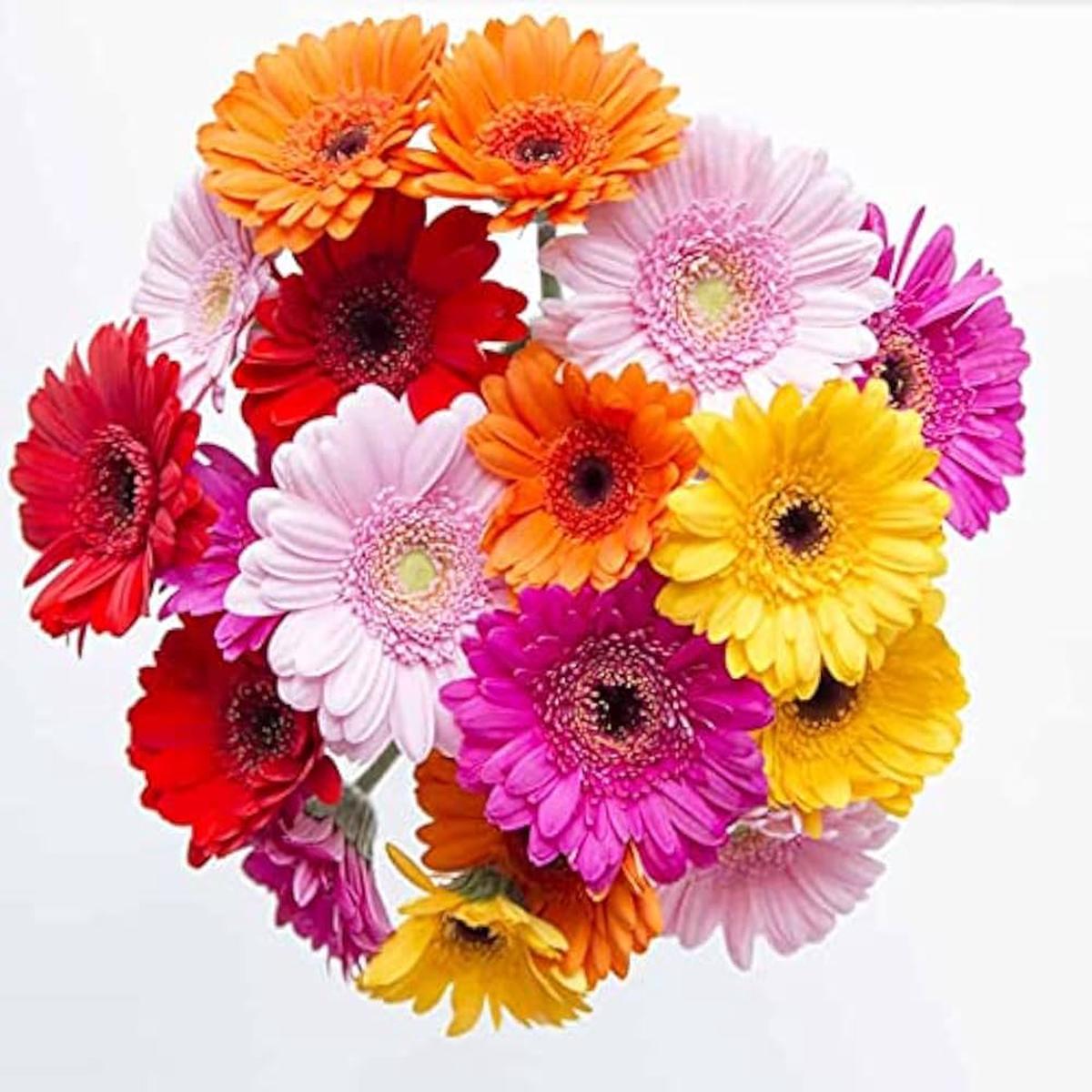 Gerbera & Chrysanthemum Mix Gerbera spp. & Chrysanthemum spp. Seeds for Planting - Great for Flower Bed & Garden