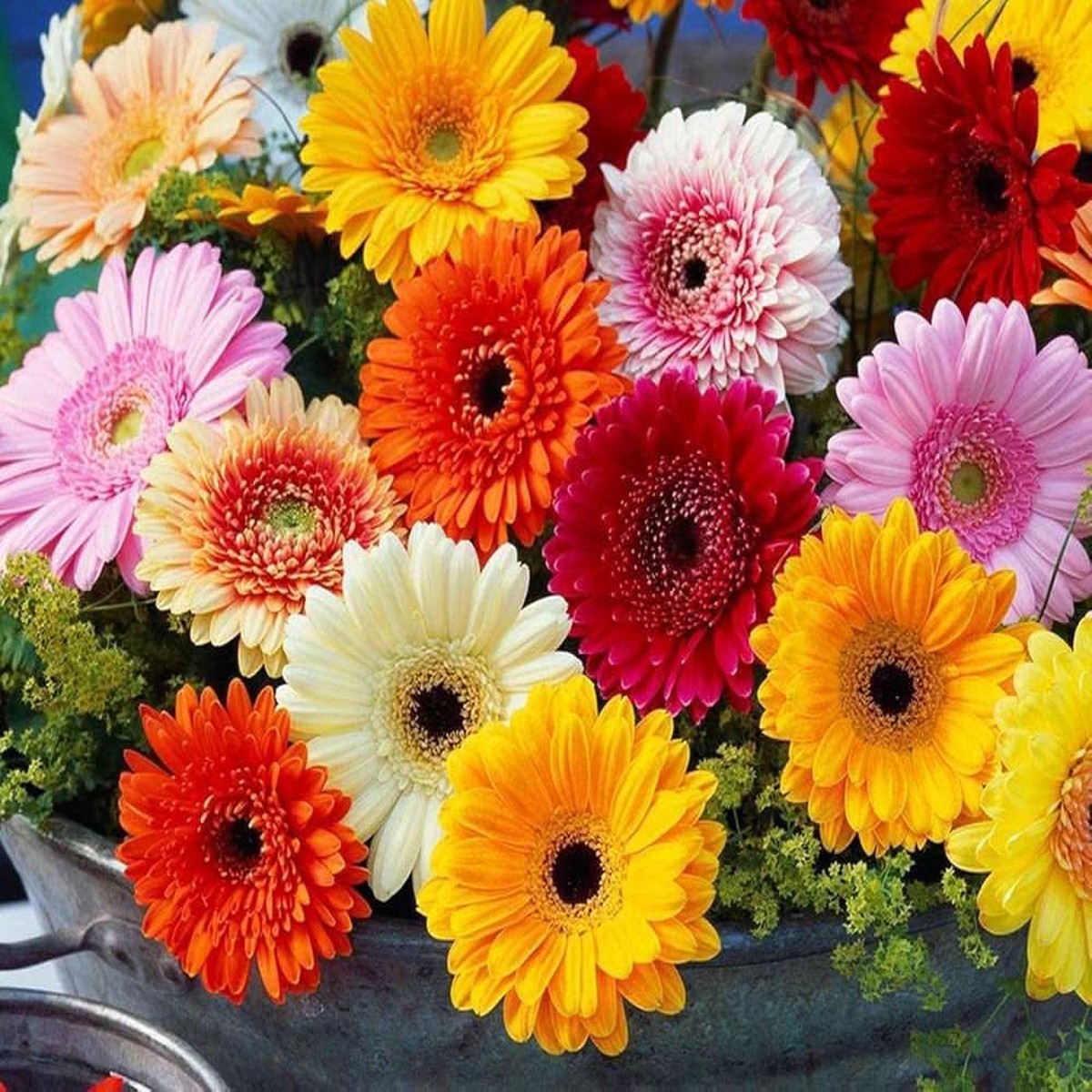 Gerbera Daisy Gerbera Jamesonii Flower For Planting In Backyard Gardening Home Garden for