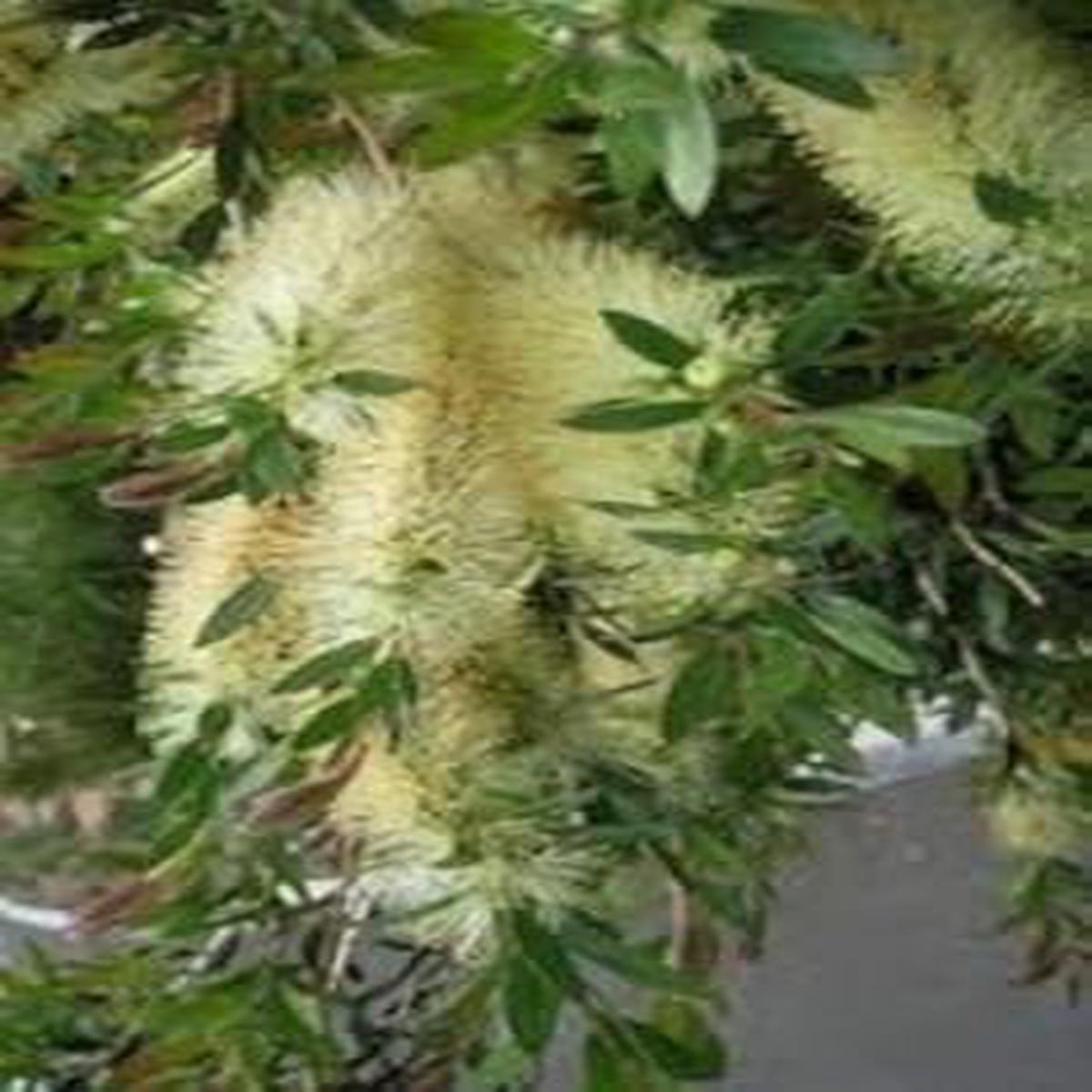 Green Callistemon Flower Seeds for Planting - 100