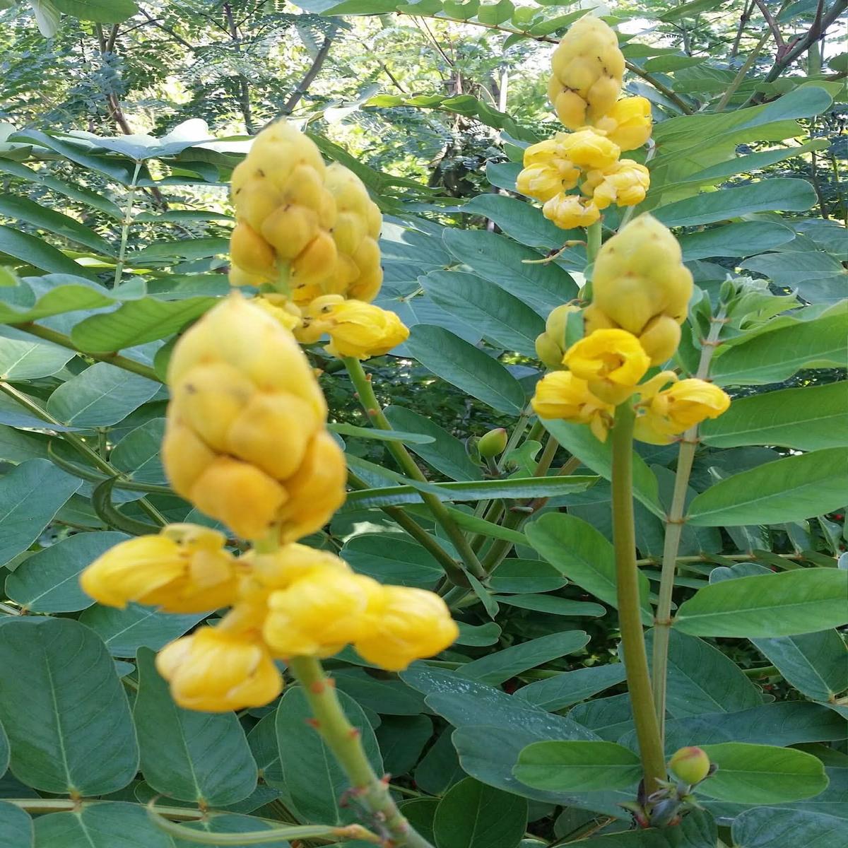 Heirloom Cassia Alata Flower Seeds Non-GMO Seeds for Medicinal and Ornamental Garden Planting