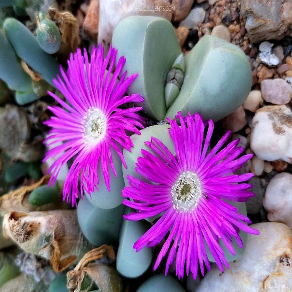 Heirloom Non Gmo Argyroderma Succulent Unique Living Stone Plants For Drought Tolerant Gardens