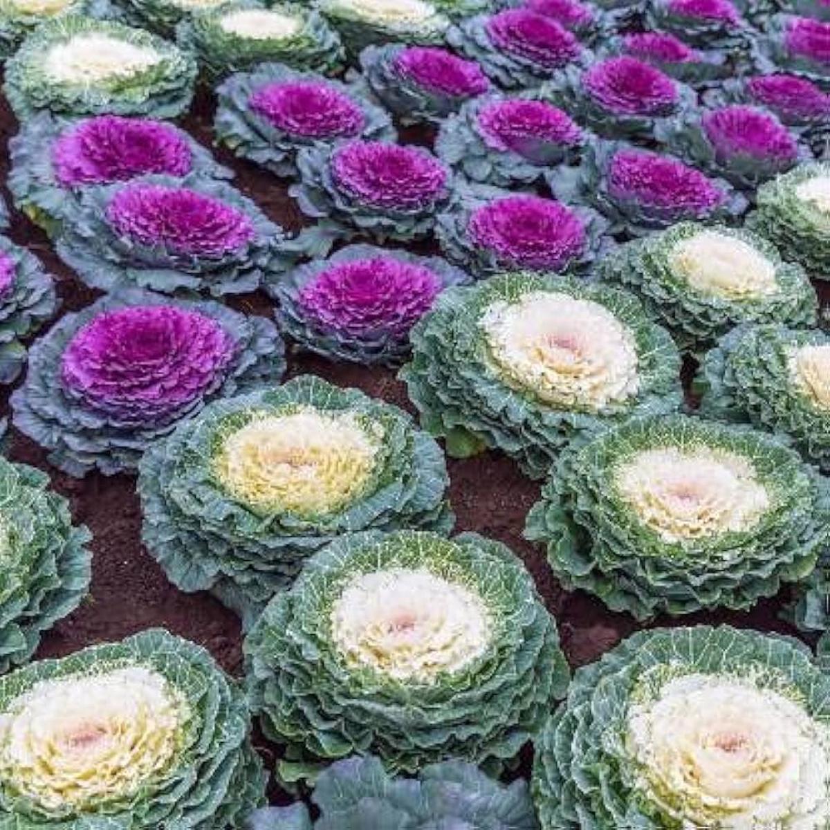 Heirloom Non-GMO Brassica Kale Flower Seeds for Planting Edible Ornamental Garden Greens