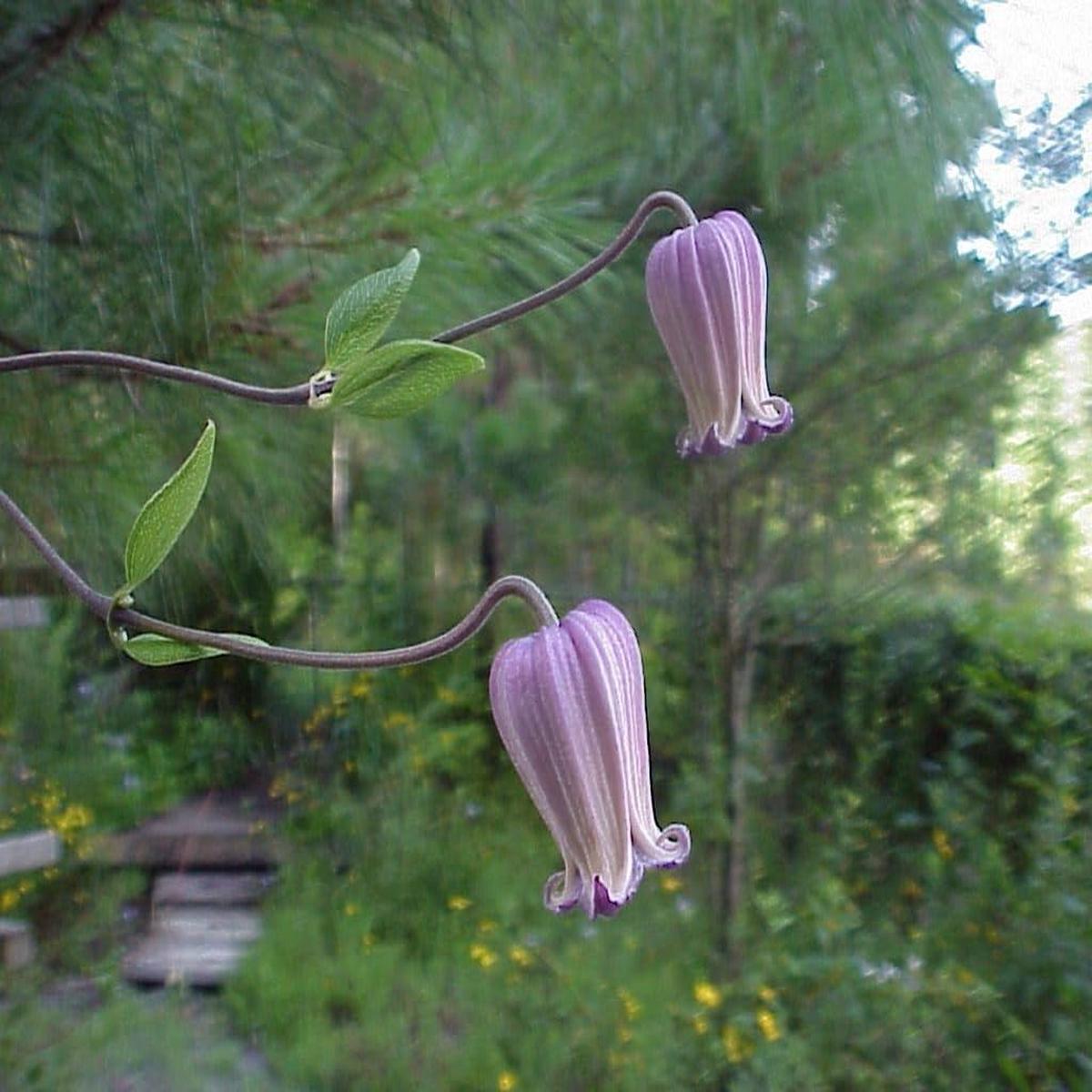 Heirloom Non-GMO Clematis Reticulata Flower Seeds Climbing Vine Flower Seeds for Planting