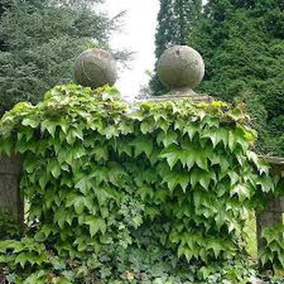 Heirloom Non-GMO Ivy Plant Seeds Light Green Foliage for Planting | High Germination Organic Garden Seeds