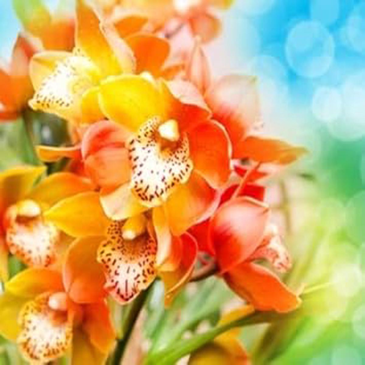 Heirloom Non-GMO Orange Yellow Phalaenopsis Orchid Flower Seeds for Planting | High Germination Organic Garden Seeds