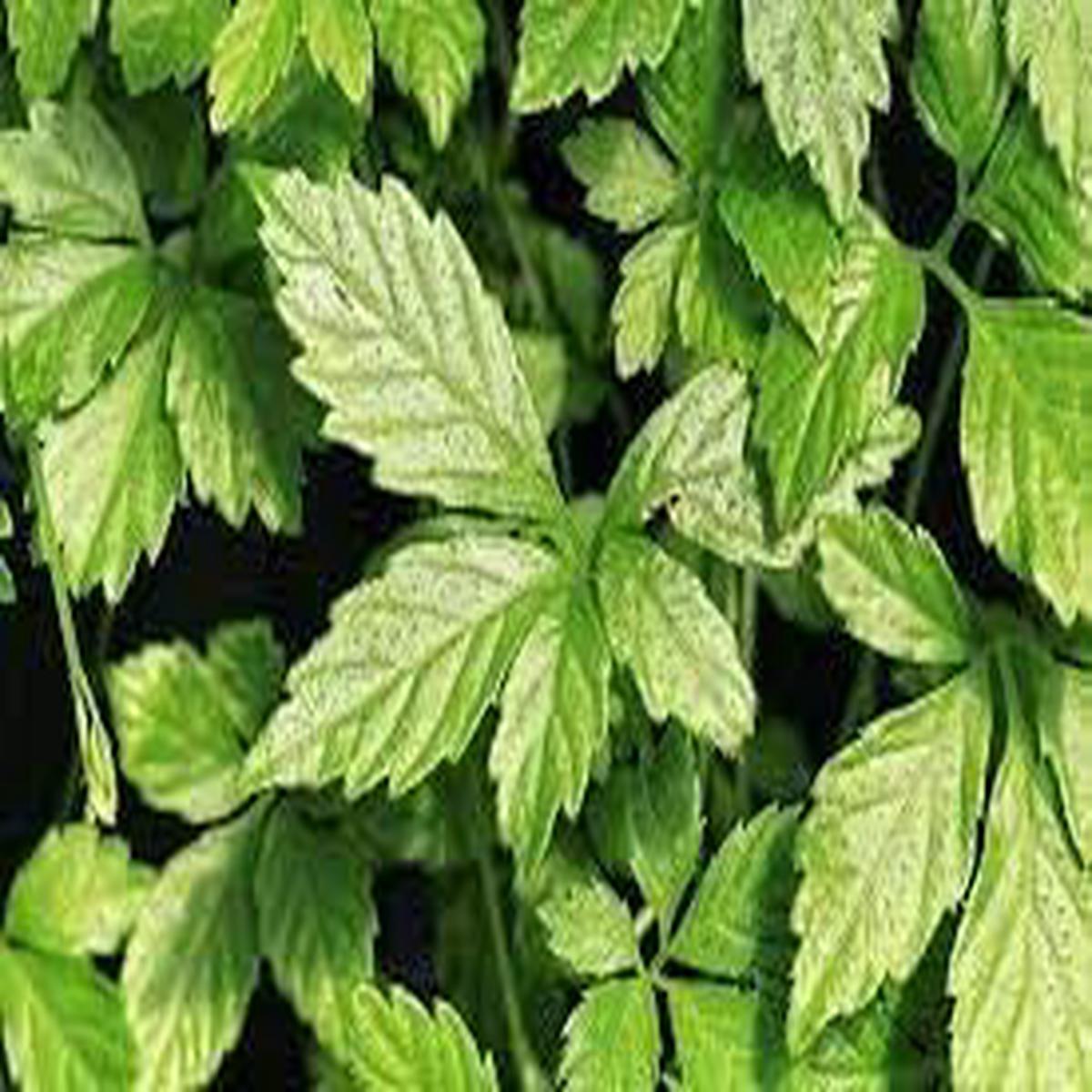 Heirloom Non-GMO Pentaphyllum Plant Seeds for Planting Rare Climbing Vine for Medicinal Gardens