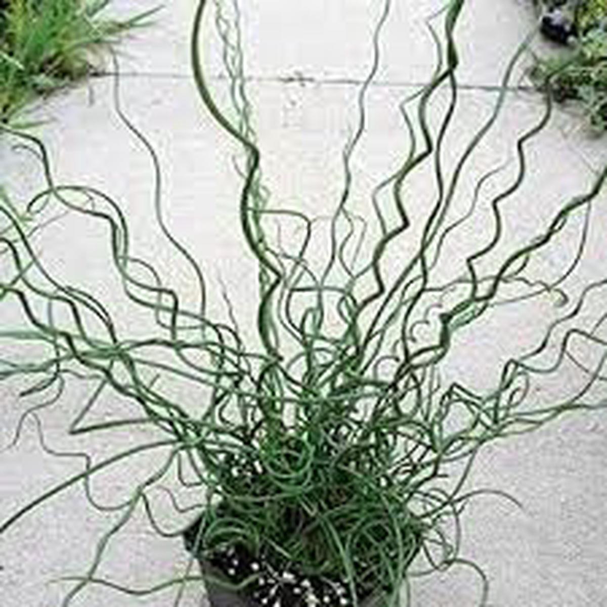Heirloom Non-GMO Spiralis Plant Seeds for Planting Twisting Ornamental Foliage for Unique Garden Displays