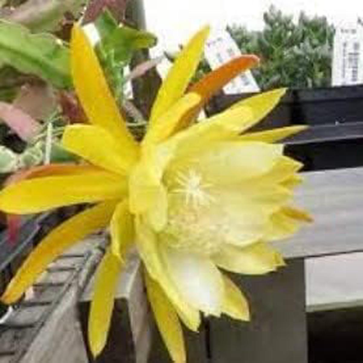 Heirloom Non-GMO Yellow White Nopalxochia Flower Seeds for Planting Organic Cactus Garden Seeds with High Germination