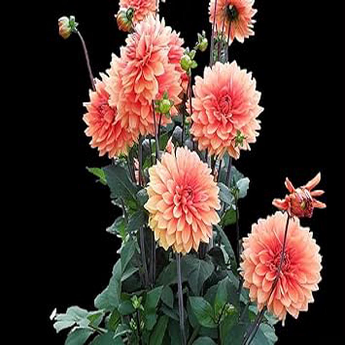 Heirloom Pink Marigold Flower Seeds for Planting Non-GMO, High Germination Organic Garden Seeds