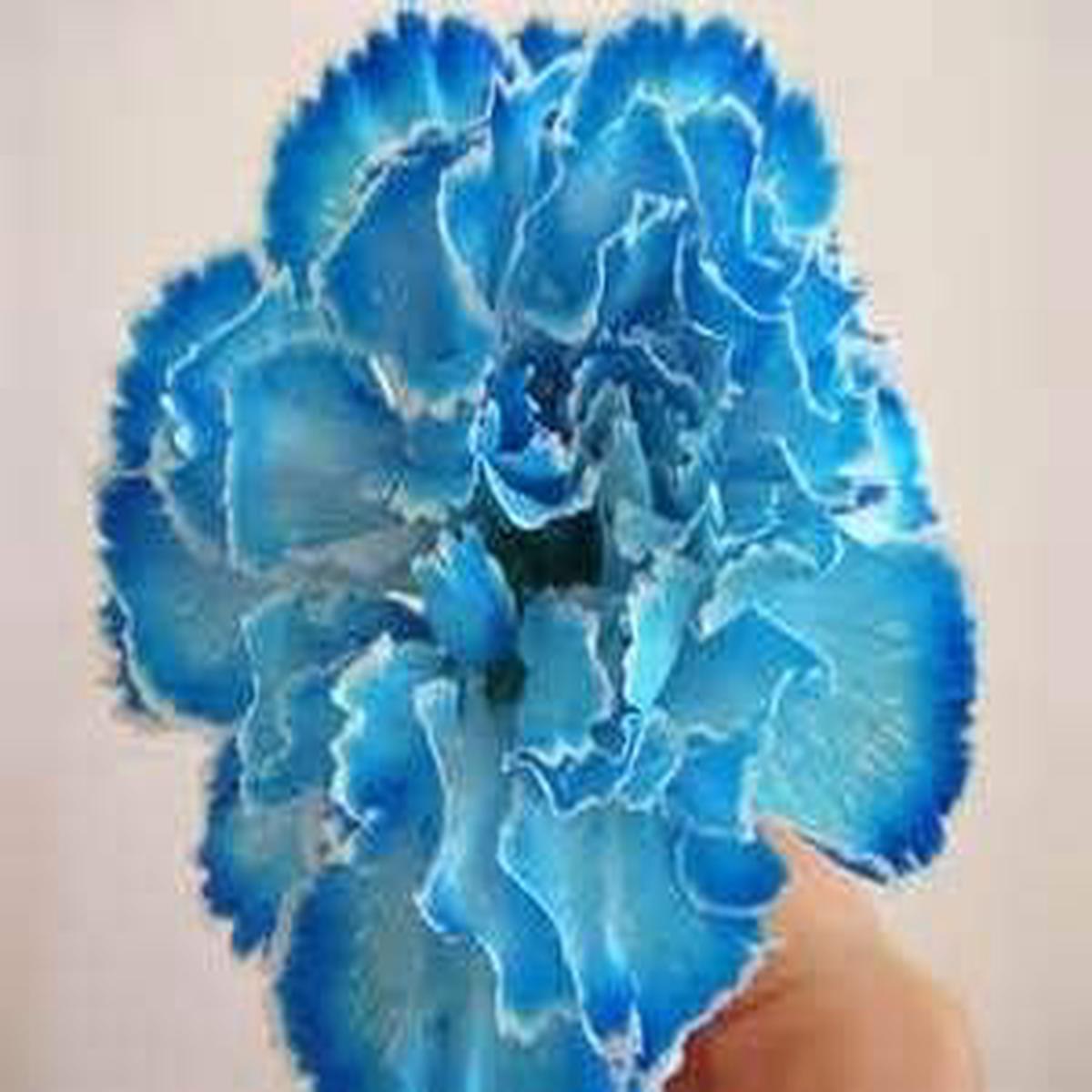 Heirloom Sea Blue Dianthus Caryophyllus Flower Seeds Non-GMO Seeds for Planting, High Germination Organic Garden Seeds