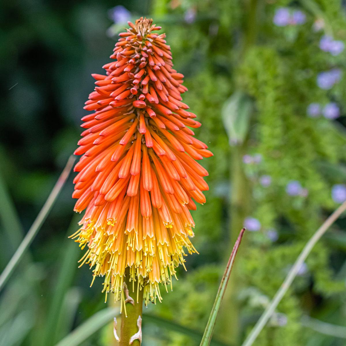 Kniphofia Mango Popsicle (Red Hot Poker) Flower Seeds for Planting Heirloom, Non-GMO, Easy to Grow, Perennial