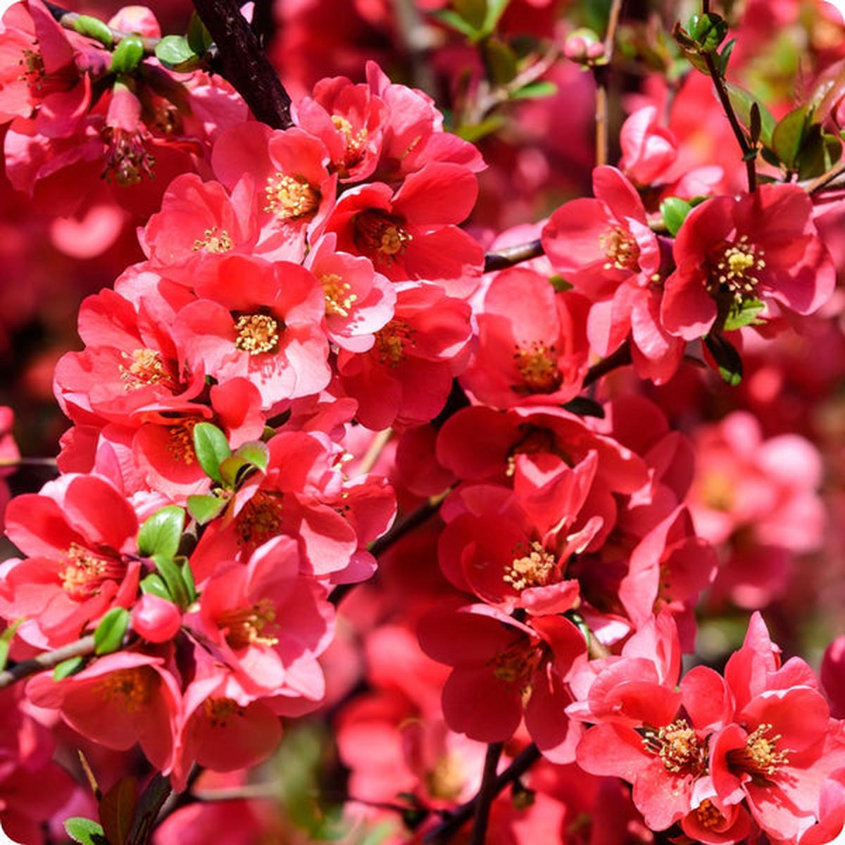 Kusa-Boke (Japanese Flowering) Quince Tree Seeds - Cydonia oblonga