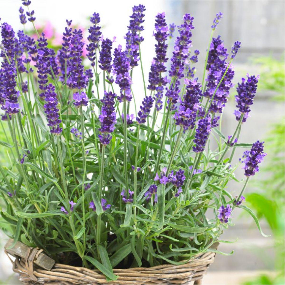 Lavender Angustifolia Flower seeds for Planting - Compact Growth, Heirloom & GMO Free Seeds for Home Garden
