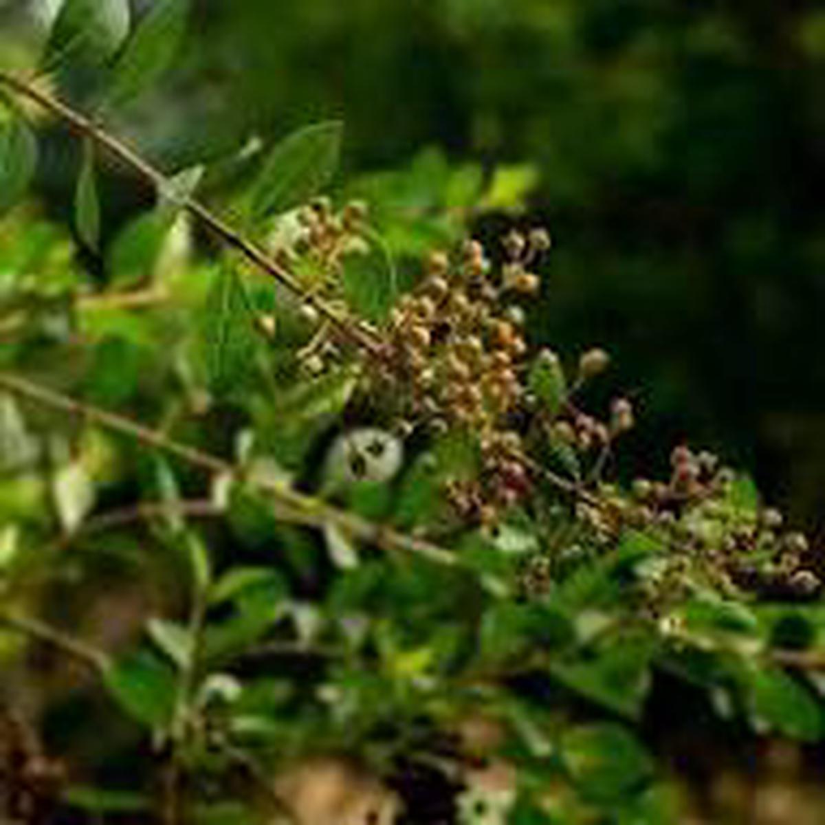 Lawsonia Inermis Flower Seeds for Planting Heirloom, Non-GMO, Drought Tolerant Organic Garden Seeds