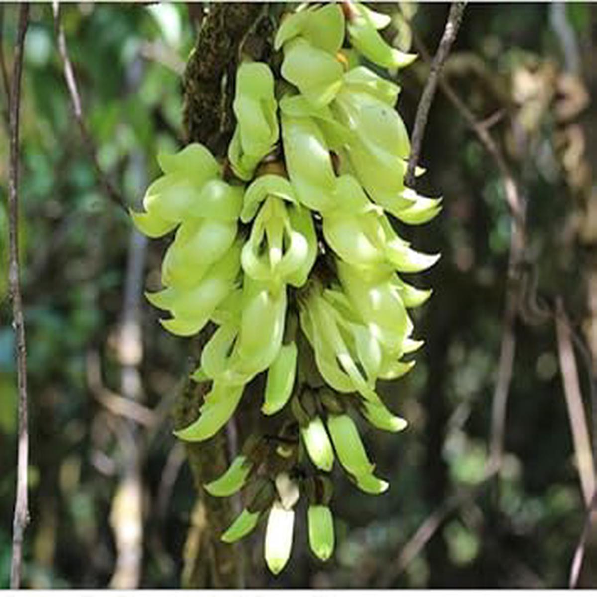 Light Green Strongylodon Flower Seeds Heirloom Non-GMO High Germination Organic Garden Seeds for Planting Vining Blooms