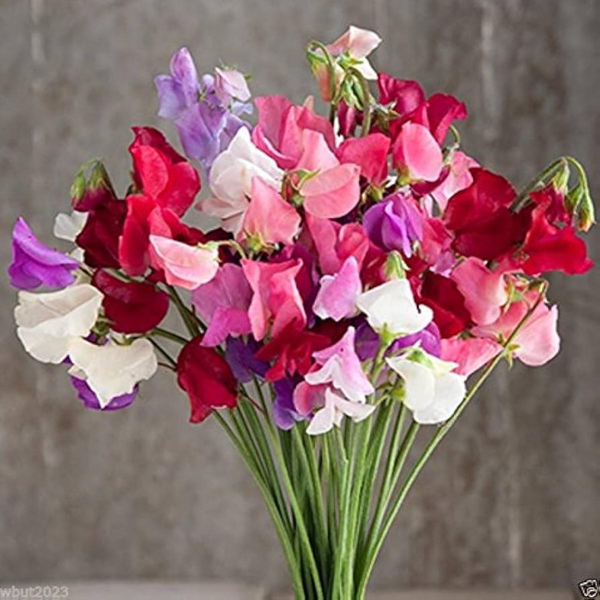 Mammoth Choice Mix Sweet Pea Seed for Planting flower bed