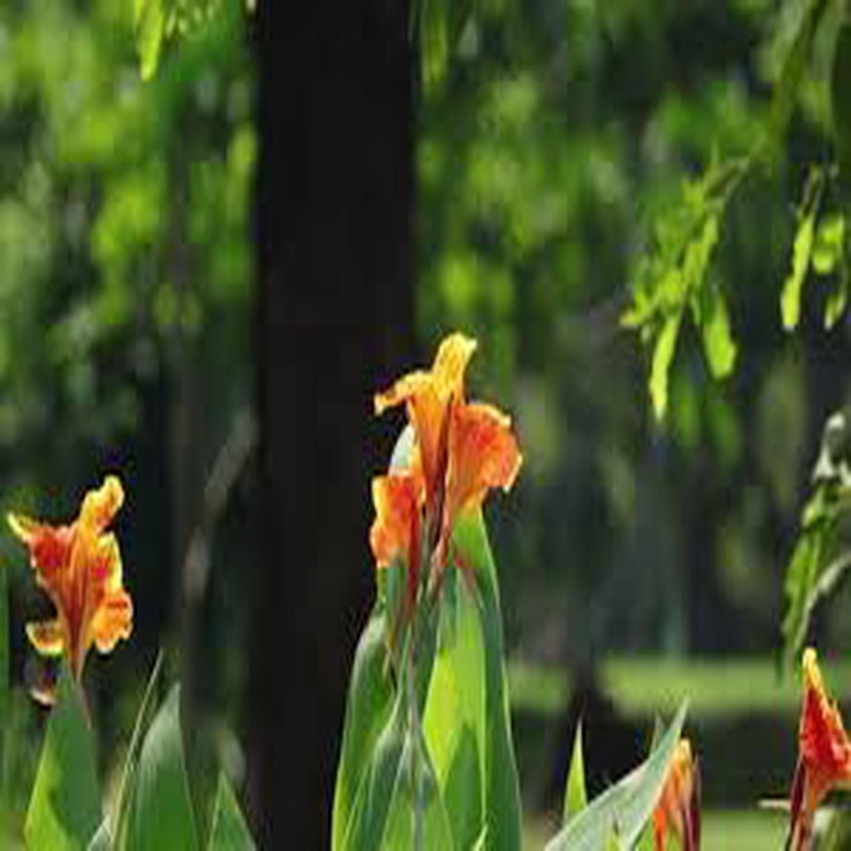 Orange Yellow Gladiolus Flower Seeds for Planting Pollinator Friendly, Heirloom & Non-GMO, 100pcs