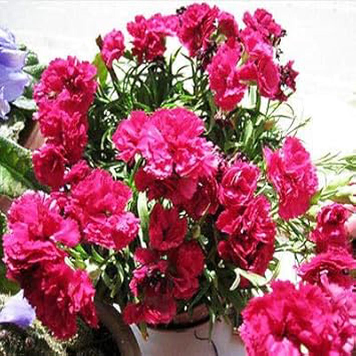 Pink Carnation Dianthus Caryophyllus Flower Seeds Heirloom Non-GMO Seeds for Planting, High Germination Organic Garden Seeds