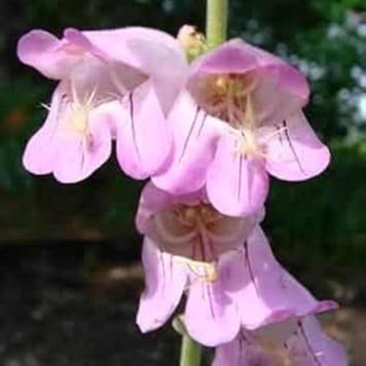 Pink Palmer's Penstemon Flower seeds for Planting - Garden Favorite, Heirloom & GMO Free Seeds for Home Garden