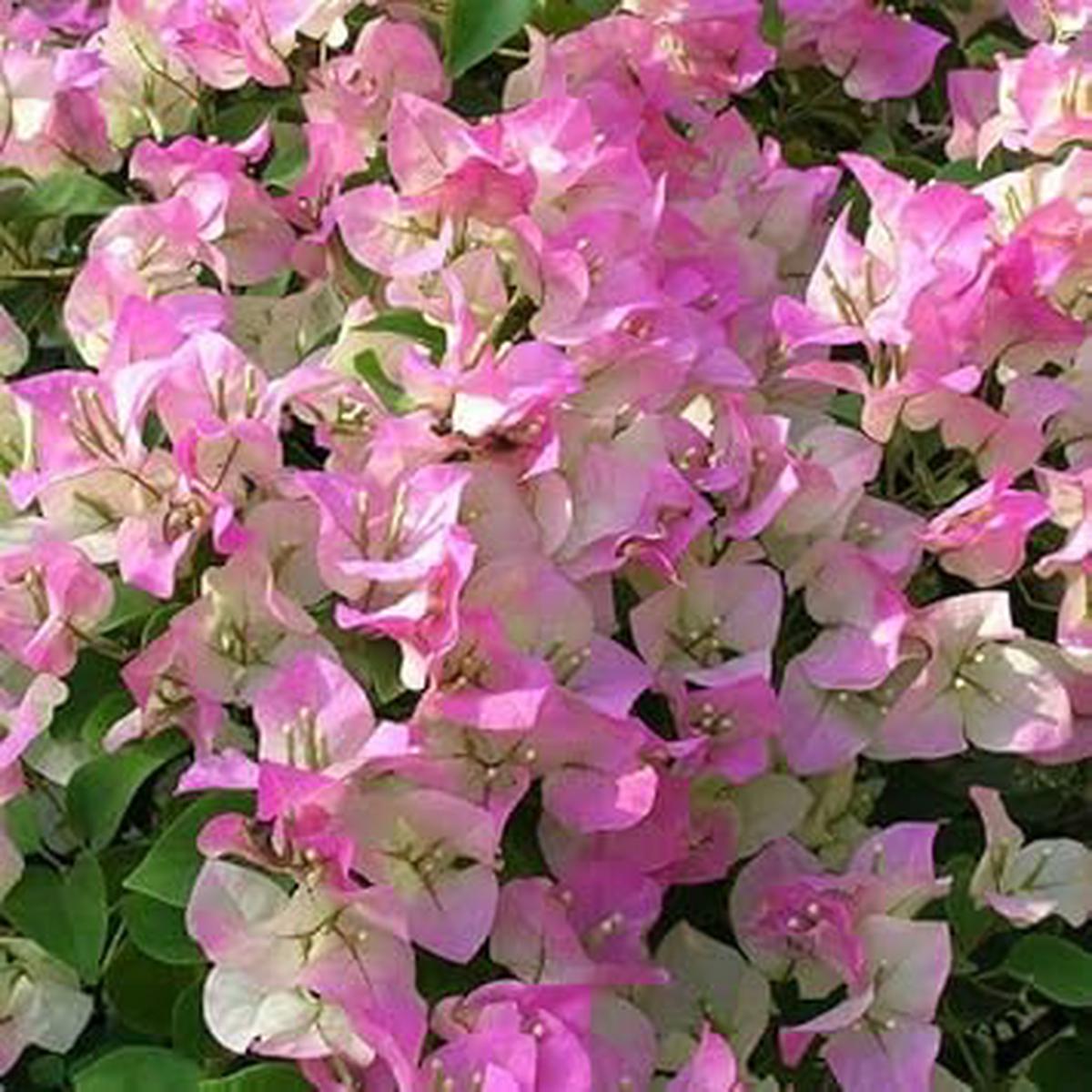 Pink & White Bougainvillea Flower seeds for Planting - Perfect for Borders, Heirloom & GMO Free Seeds for Home Garden