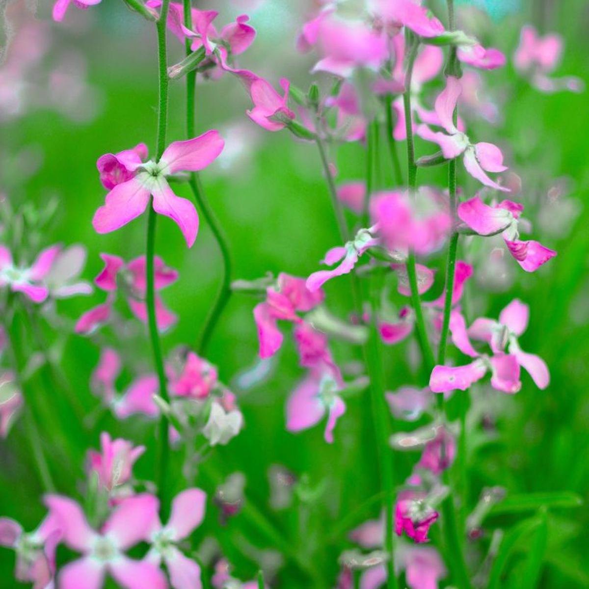 Pink White Evening-Scented Flower Seeds for Planting Heirloom, Non-GMO, High Germination Organic Garden Seeds