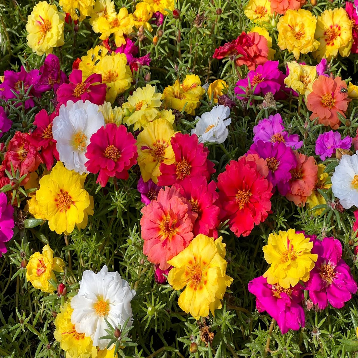 Portulaca Moss Rose Seeds Heirloom, Non-GMO, High Germination Organic Garden Flower Seeds for Planting