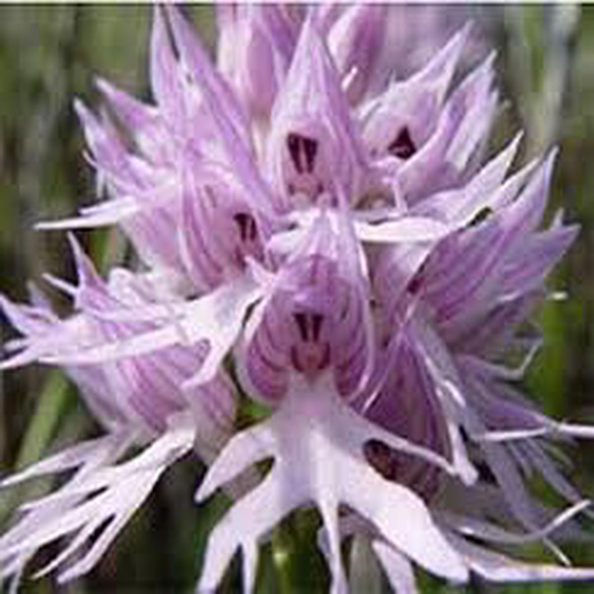 Purple Pyramid Monkey Orchid Flower Seeds Heirloom Non-GMO High Germination Organic Garden Seeds for Planting