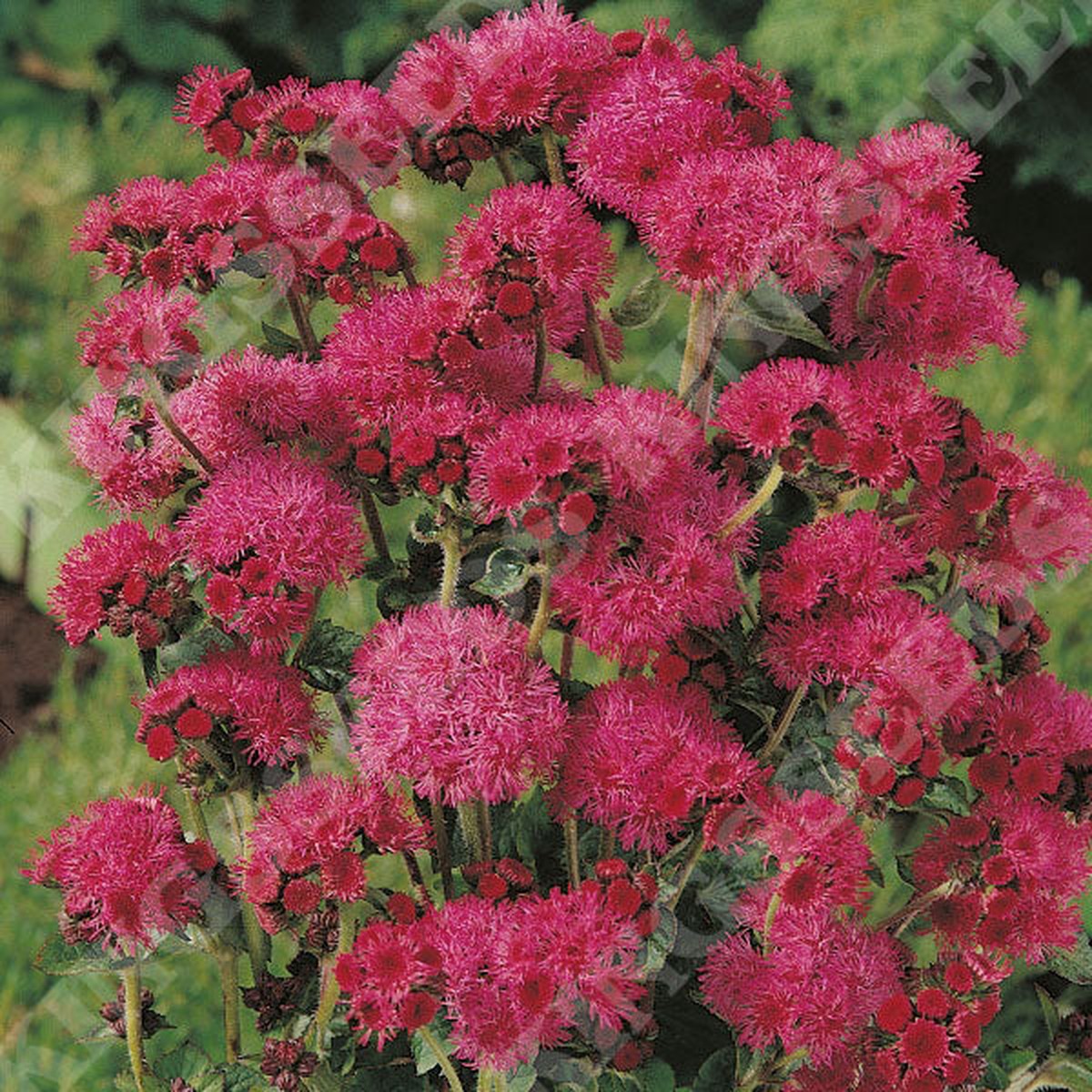 Red Ageratum Flower seeds for Planting Seasonal Bloomer Heirloom & GMO Free Seeds for Home Garden Sale