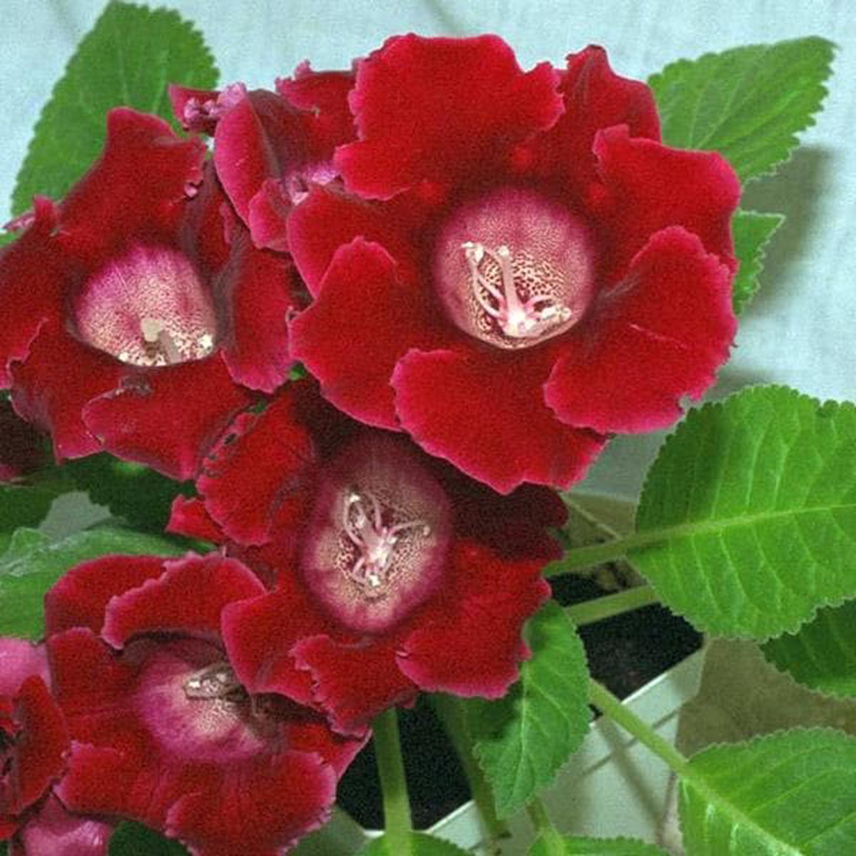 Red Gloxinia Sinningia Flower Seeds for Planting Easy to Grow Heirloom & GMO Free Seeds for Home Garden Sale