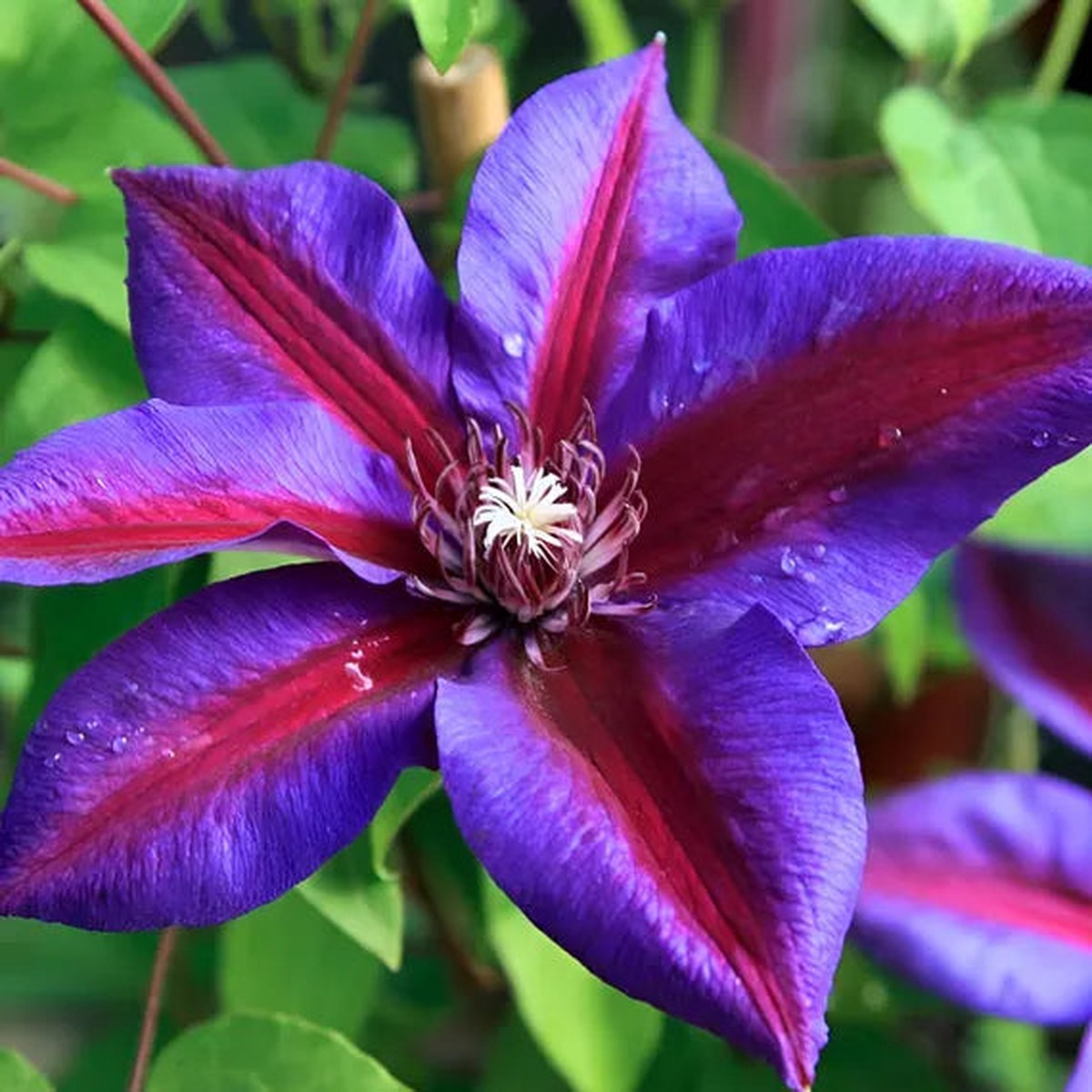 Red Purple Clematis Flower seeds for Planting Seasonal Bloomer Heirloom & GMO Free Seeds for Home Garden Sale