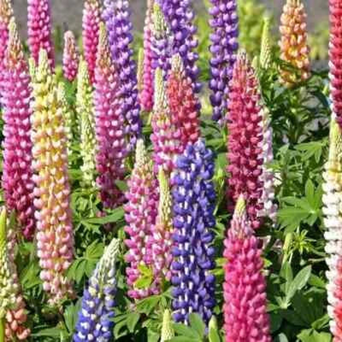 RUSSELL LUPINE FLOWER SEEDS mixed colors PERENNIAL garden Heirloom, Non-GMO