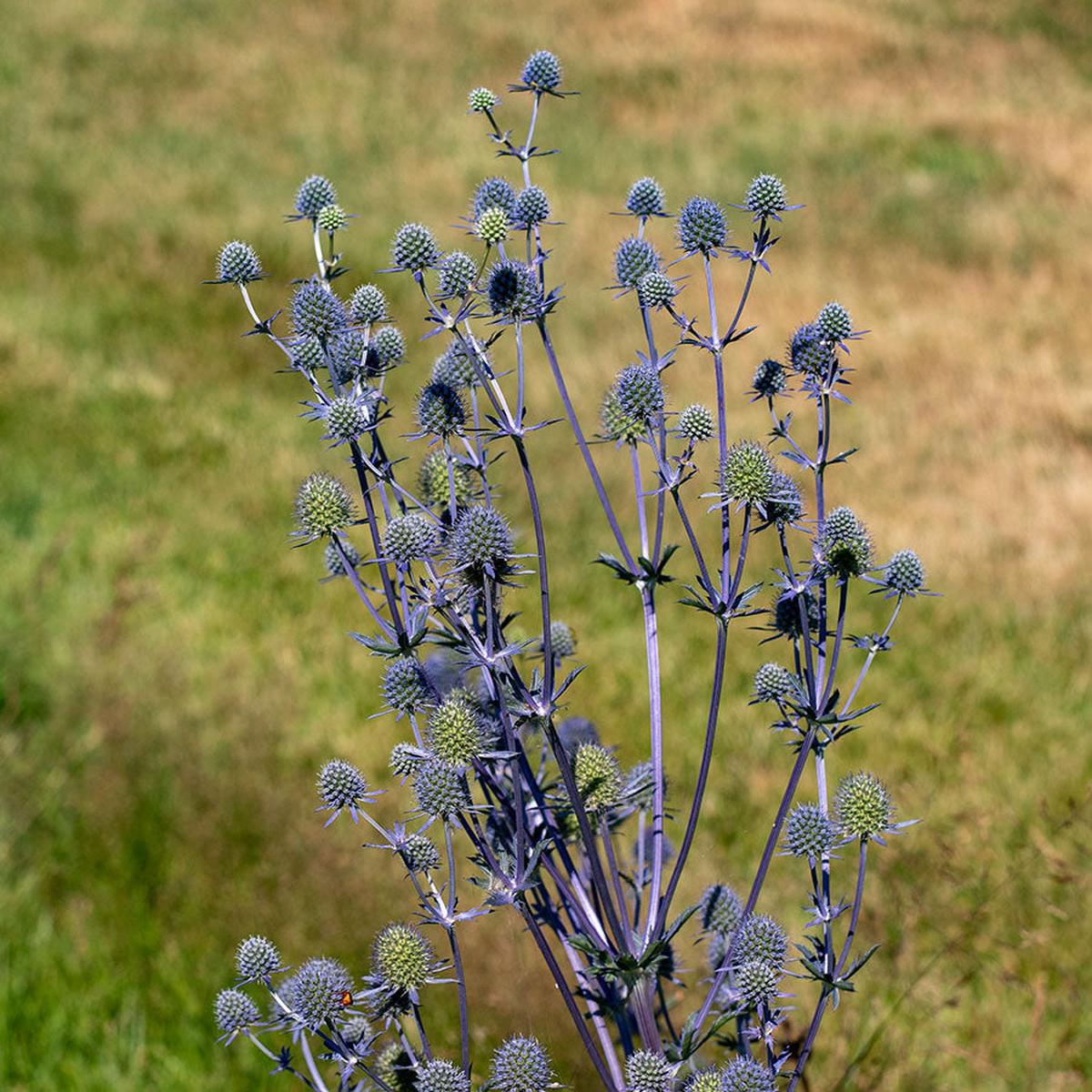 Sea Holly