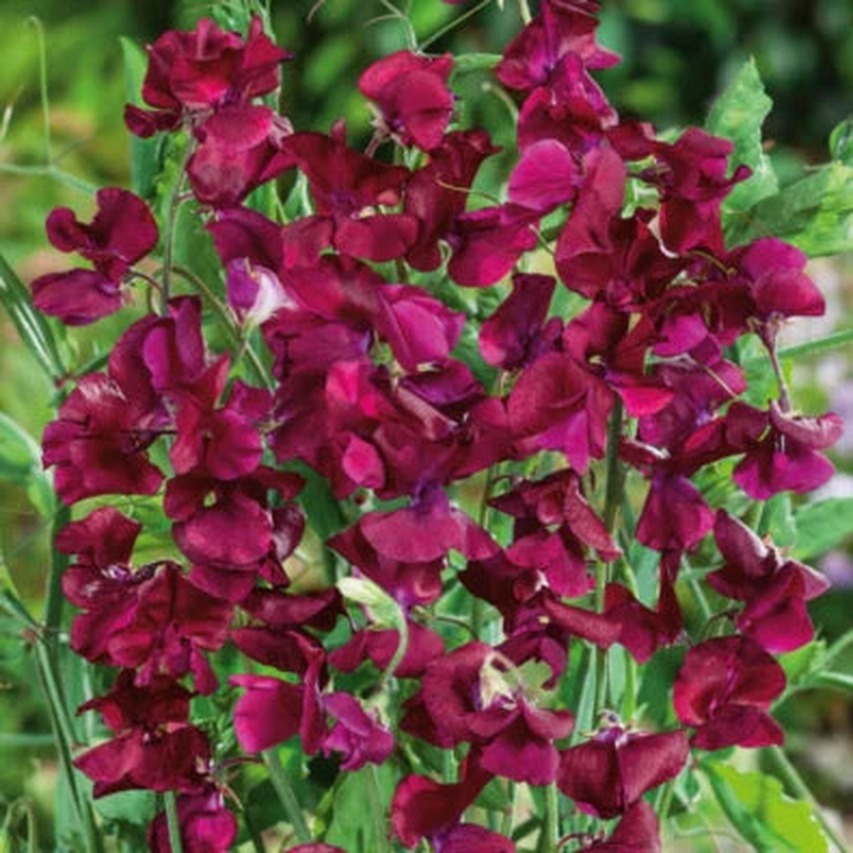 Sweet Pea ROYAL MAROON Fragrant Climbing Vine Red Flowers Non-GMO Heirloom, Fragrant, Climbing Annual