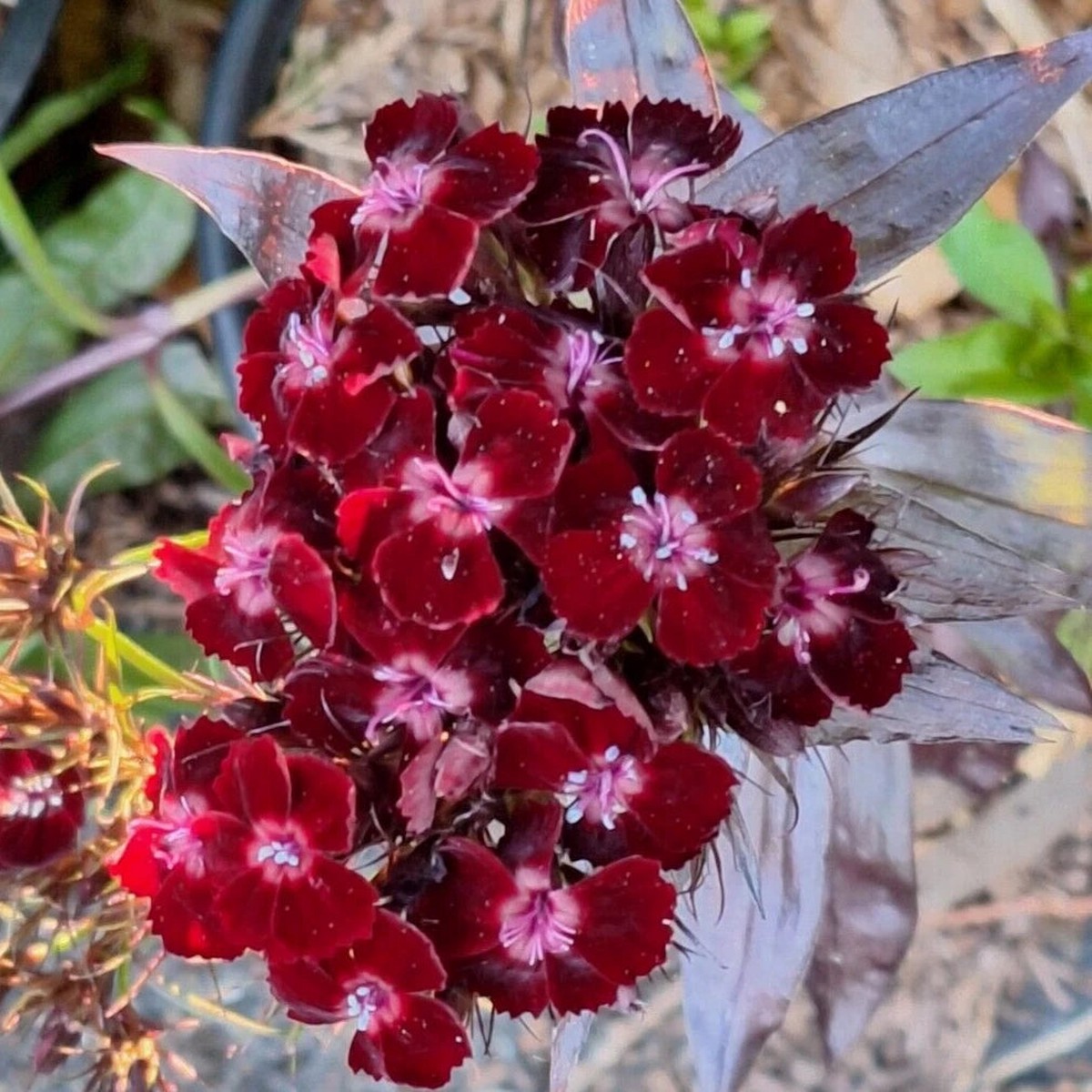 SWEET WILLIAM BLACK ADDER SEEDS CARNATION MAROON LEAVES DIANTHUS PINKS Heirloom, Non-GMO, High Germination Organic Garden Seeds