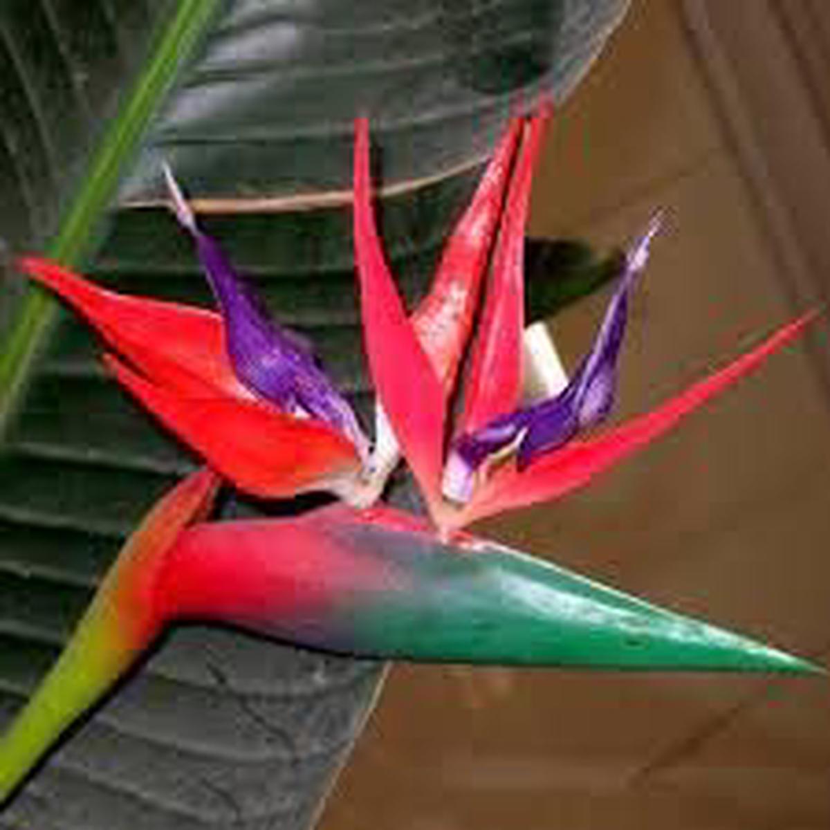 Violet Red Strelitzia Flower Seeds for Planting - 100 pcs
