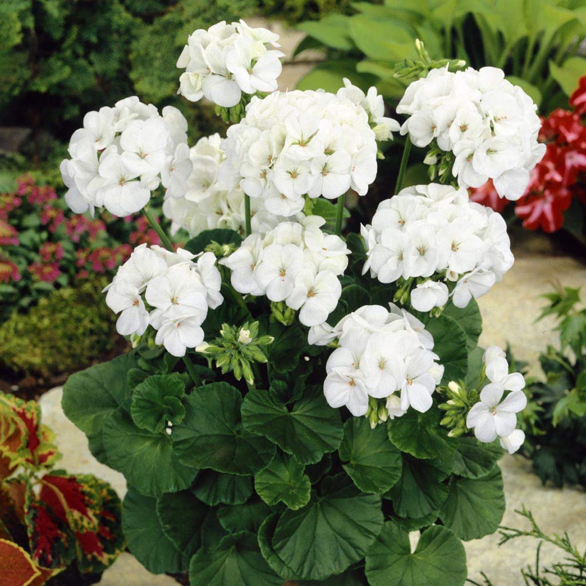 White Geranium Flower Seeds for Planting Heirloom, Non-GMO, High Germination Organic Garden & Container Seeds