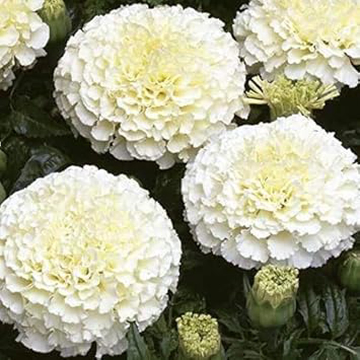 White Marigold Heirloom Non-GMO Flower Seeds for Planting High Germination Organic Garden Seeds