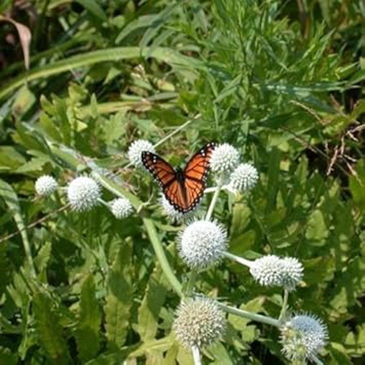 White Rattlesnake Master Plant Seeds for Planting - 100 pcs