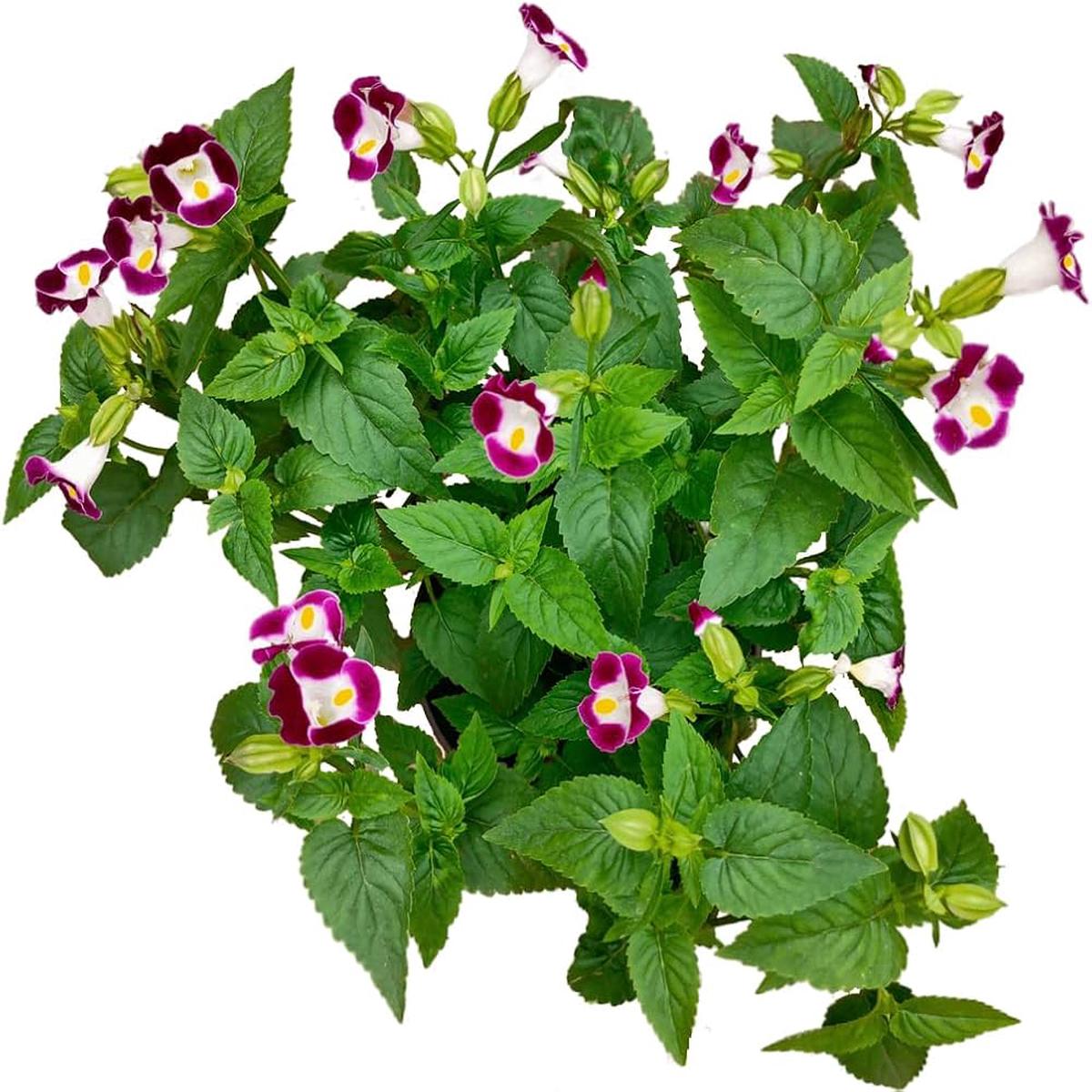 Wishbone Flower Planting Torenia Fournieri Color Mix Flower Seeds Home Garden Planting,